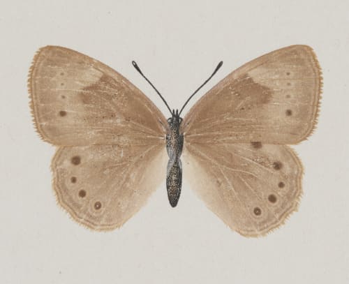 Neonympha Canthus, upper side Denton, Sherman F.  (American, 1856-1937)