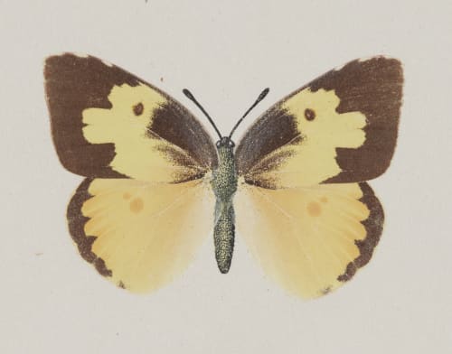 Meganostoma Caesonia, upper side Denton, Sherman F.  (American, 1856-1937)