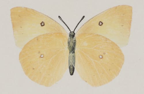 Meganostoma Caesonia, under side Denton, Sherman F.  (American, 1856-1937)