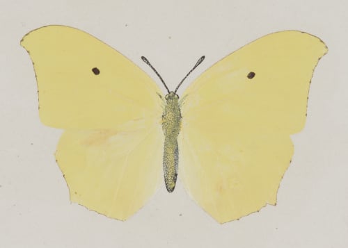 Gonepteryx Maerula, upper side Denton, Sherman F.  (American, 1856-1937)