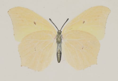 Gonepteryx Maerula, under side Denton, Sherman F.  (American, 1856-1937)