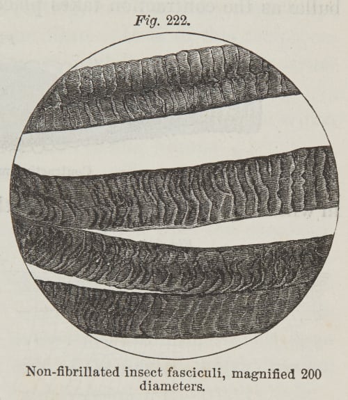 Fig. 222  Non-fibrillated Insect Fasciculi Draper, John William  (American, 1811-1882)