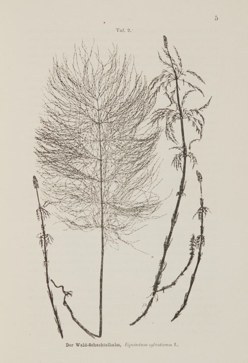 Taf. 2 Der Wald-Schachtelhalm Ettingshausen, Constantin  (Austrian, 1826-1897)