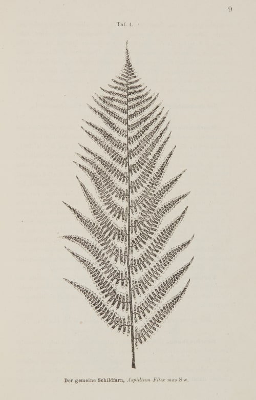 Taf. 4 Der gemeine Schildfarn Ettingshausen, Constantin  (Austrian, 1826-1897)