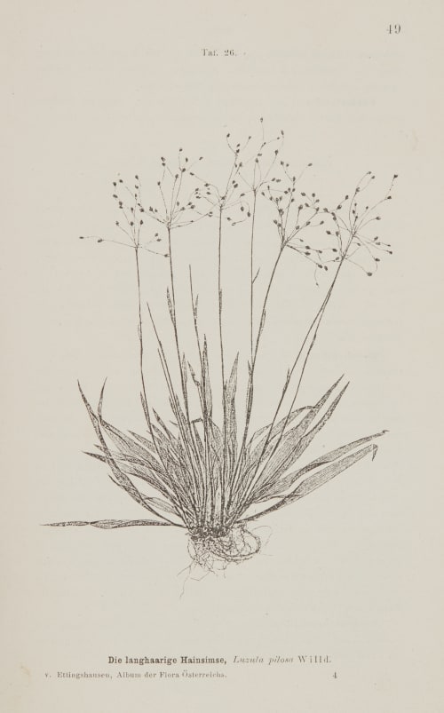 Taf. 26 Die langhaarige Hainsimse Ettingshausen, Constantin  (Austrian, 1826-1897)