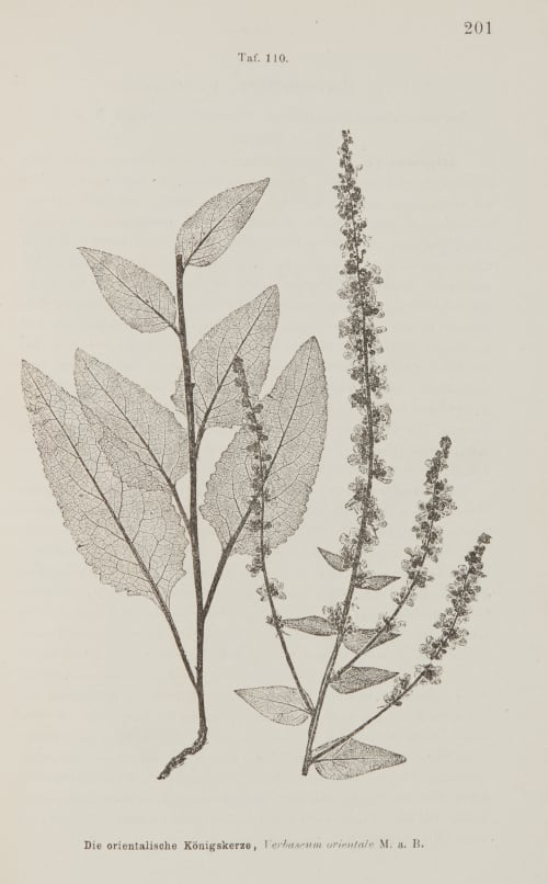 Taf. 110 Die orientalische Königskerze Ettingshausen, Constantin  (Austrian, 1826-1897)