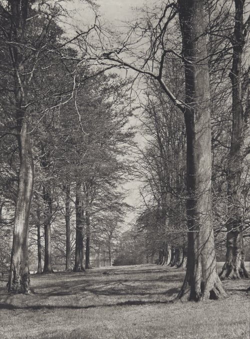 Avenue of the Trees Annan, James Craig  (Scottish, 1864-1946)