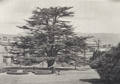 The Cedar Tree Annan, James Craig  (Scottish, 1864-1946)
