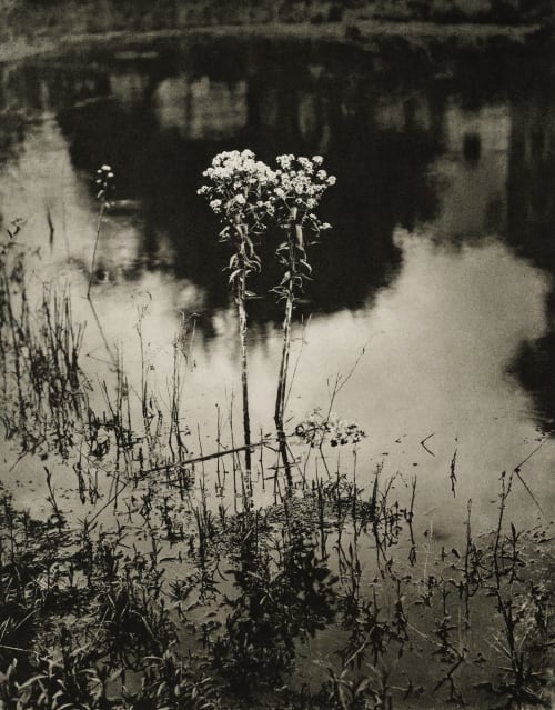 Weed Beauty Fassbender, Adolph  (German, 1884-1980)