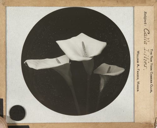 Calla Lilies Fraser, William A.  (American, 1840-1925)