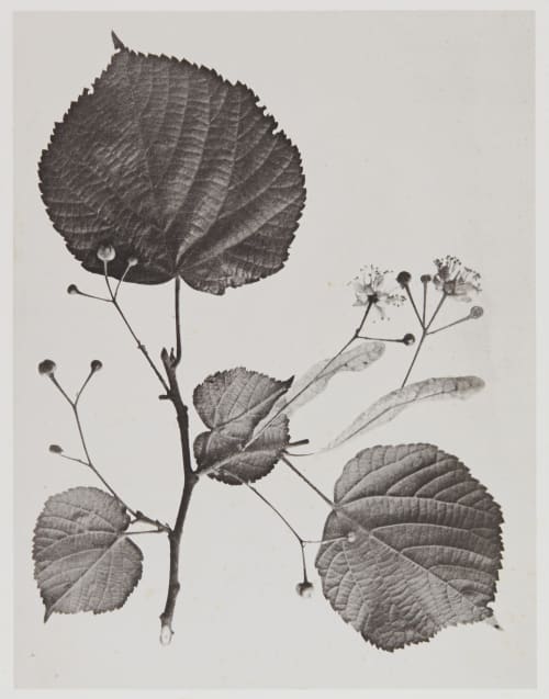 Tilacées – Tilia grandifolia Gayffier, Eugène Charles de  (French, 1830-1910)