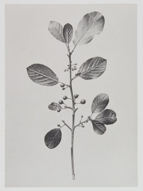 Rhamnées – Frangula vulgaris Gayffier, Eugène Charles de  (French, 1830-1910)