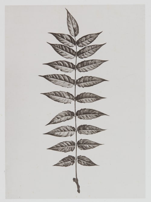 Térébinthacées – Ailantus glandulosa Gayffier, Eugène Charles de  (French, 1830-1910)