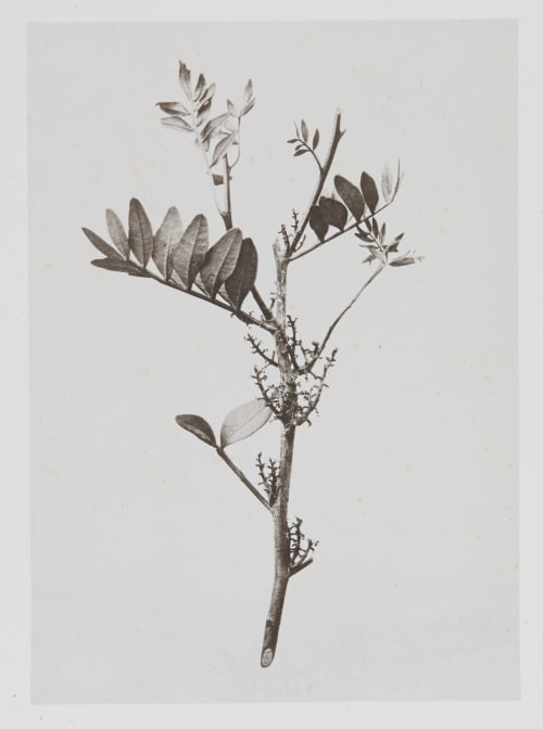 Térébinthacées – Pistacia Lentiscus Gayffier, Eugène Charles de  (French, 1830-1910)