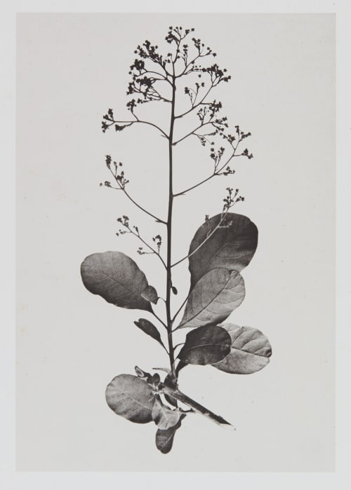 Térébinthacées – Rhus cotinus Gayffier, Eugène Charles de  (French, 1830-1910)