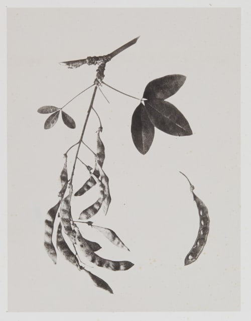 Papilionacées – Cytisus Laburnum Gayffier, Eugène Charles de  (French, 1830-1910)
