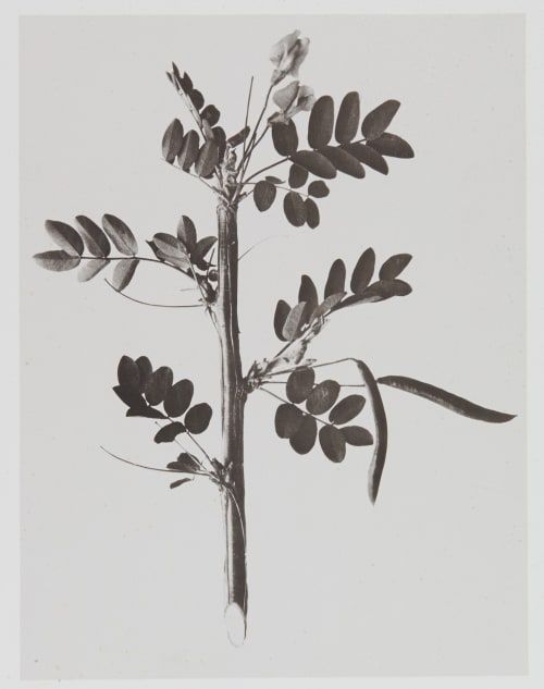 Papilionacées – Robinia Caragana Gayffier, Eugène Charles de  (French, 1830-1910)
