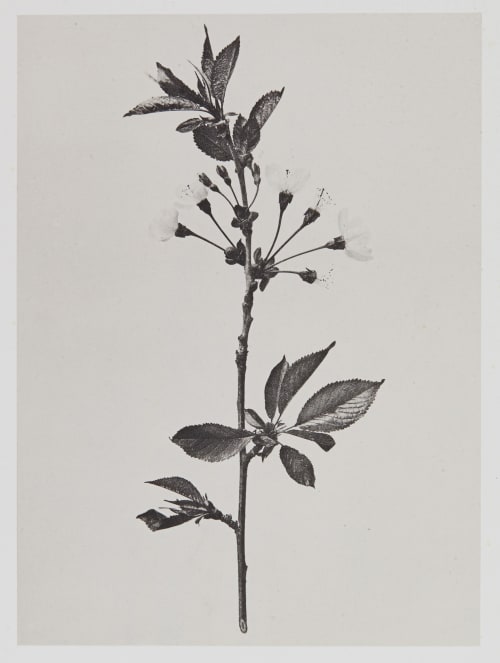 Amygdalées – Cerasus avium Gayffier, Eugène Charles de  (French, 1830-1910)