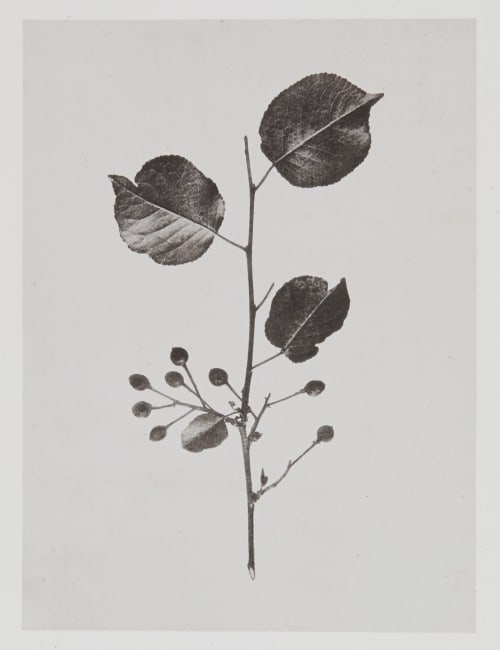 Amygdalées – Cerasus Mahaleb Gayffier, Eugène Charles de  (French, 1830-1910)
