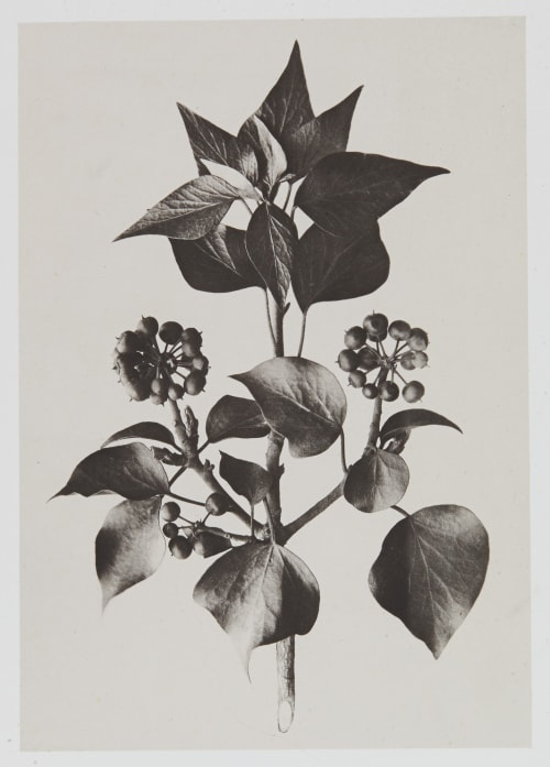Hédéracées – Hedera Helix Gayffier, Eugène Charles de  (French, 1830-1910)