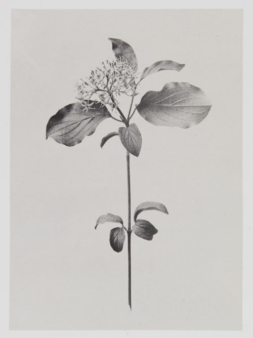 Cornées – Cornus Sanguinea Gayffier, Eugène Charles de  (French, 1830-1910)