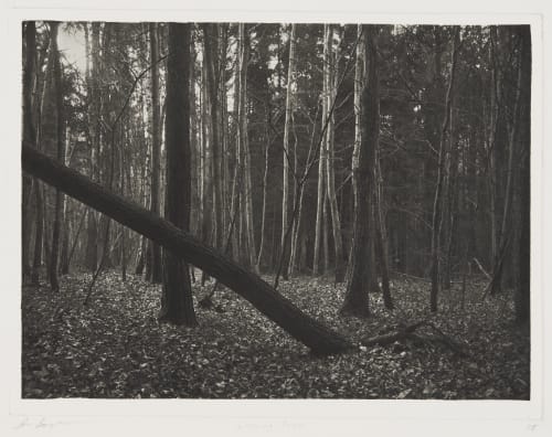 Leaning Tree, Saint Prex Goodman, Jon  (American, b.1953)