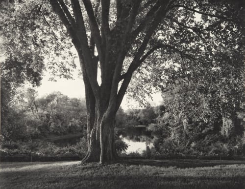 Elm Tree Goodman, Jon  (American, b.1953)