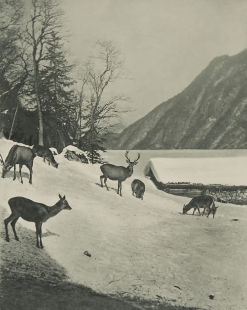 Hochwild Grainer, Franz  (German, 1841-1948)