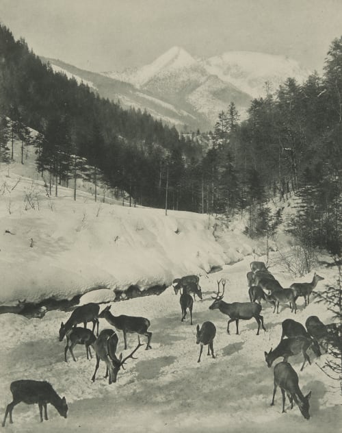 Hochwild Grainer, Franz  (German, 1841-1948)