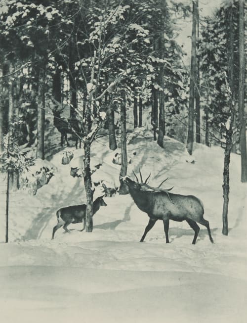 Hochwild Grainer, Franz  (German, 1841-1948)