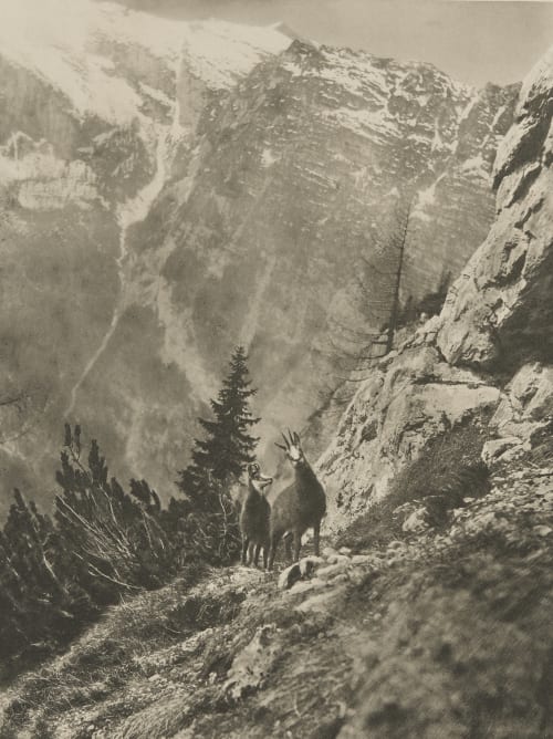 Gemsen Grainer, Franz  (German, 1841-1948)