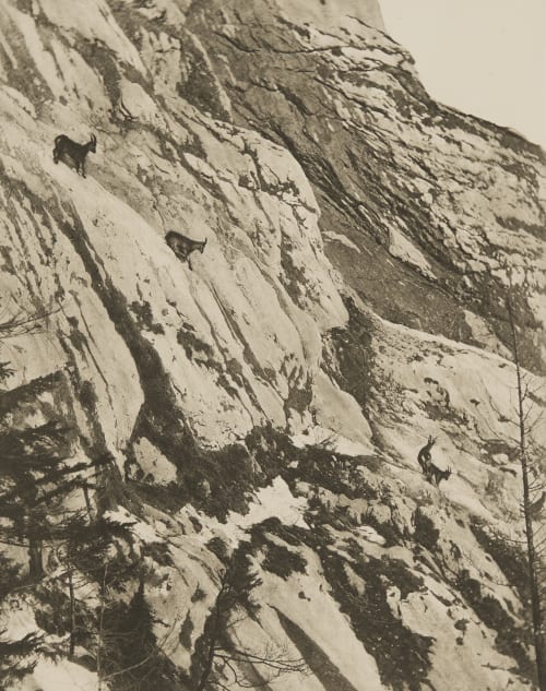 Steinwild Grainer, Franz  (German, 1841-1948)