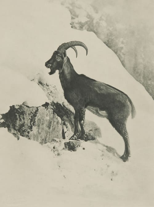 Steinwild Grainer, Franz  (German, 1841-1948)