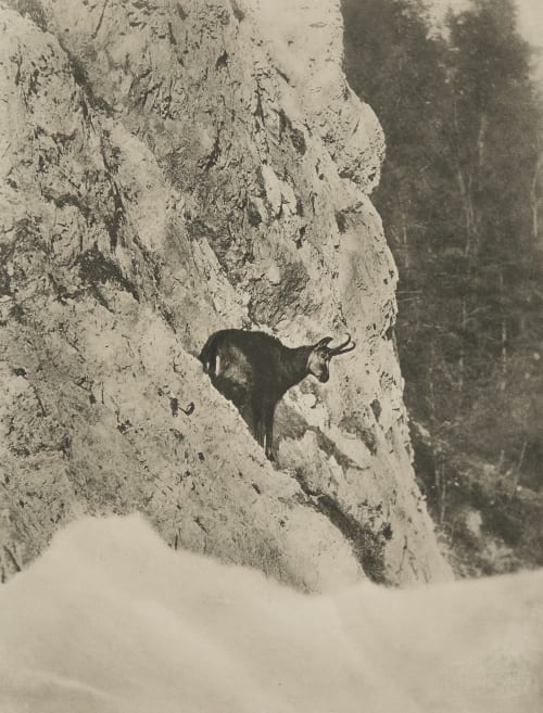 Gemse Grainer, Franz  (German, 1841-1948)