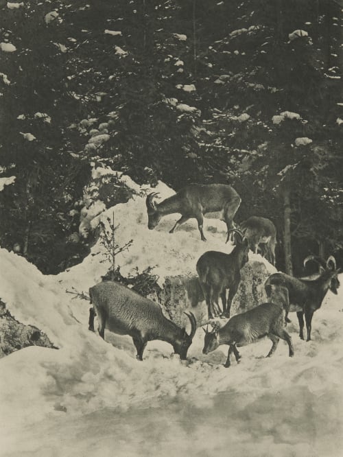 Steinwild Grainer, Franz  (German, 1841-1948)