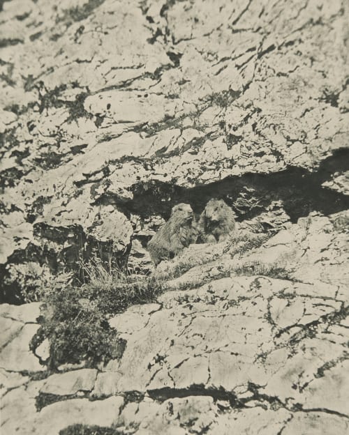 Murmelthiere Grainer, Franz  (German, 1841-1948)