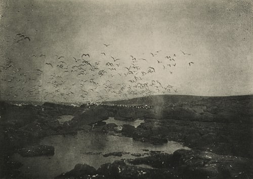 Gulls on St. George Island, Pribilof Group Chichester, H.D.  (American)