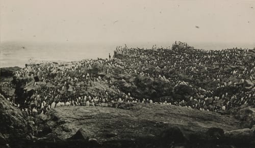 Murres, or “Arries,” on Walrus Island, Pribilof Group Chichester, H.D.  (American)