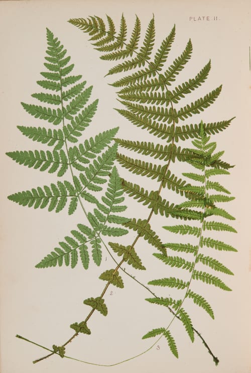 Plate 11 Heath, Francis George  (British, 1843-1913)