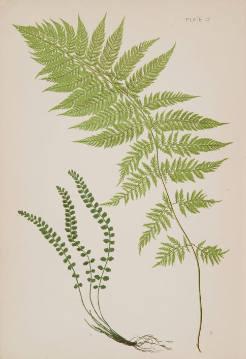 Plate 12 Heath, Francis George  (British, 1843-1913)