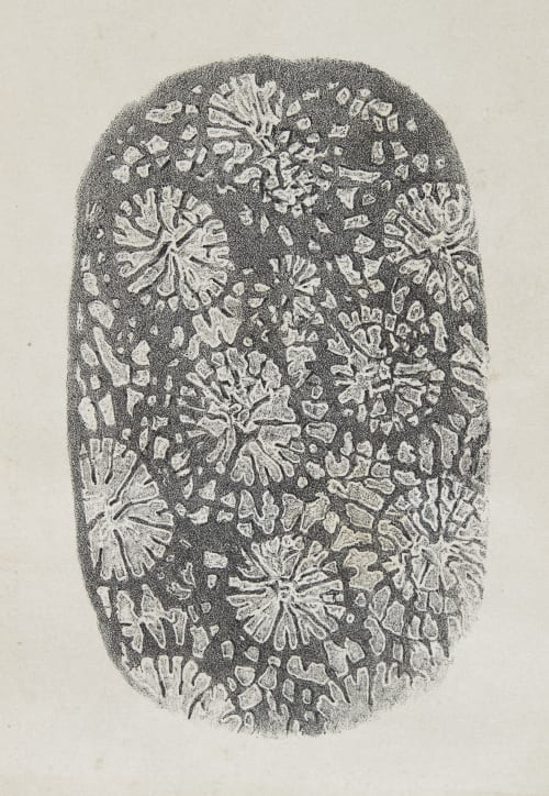 transverse section of a madrepore magnified twelve and a half times Ibbetson. L. L. Boscawen  (English, 1799-1869)