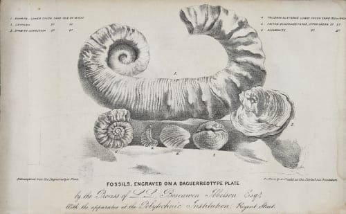 Fossils, Engraved on a Daguererotype Plate Ibbetson. L. L. Boscawen  (English, 1799-1869)