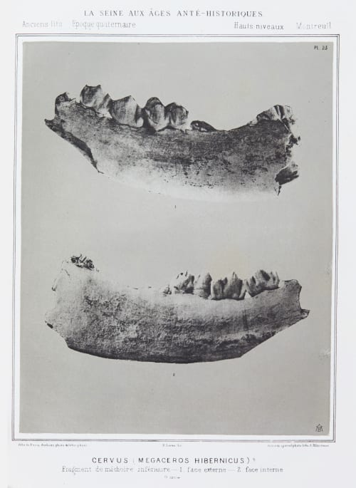 Cervus (Megaceros hibernicus) Bilordeaux, Adolphe  (French, 1807-1872)