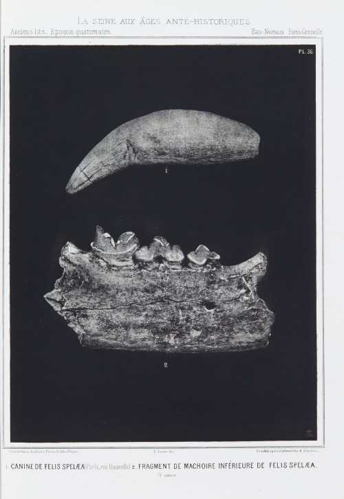 1. Canine de felis spelæa, 2. Fragment de machoire inférieure de felis spelæa Bilordeaux, Adolphe  (French, 1807-1872)
