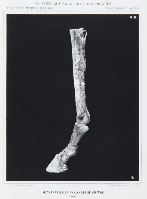 Métatarsien et phalances de cheval Bilordeaux, Adolphe  (French, 1807-1872)