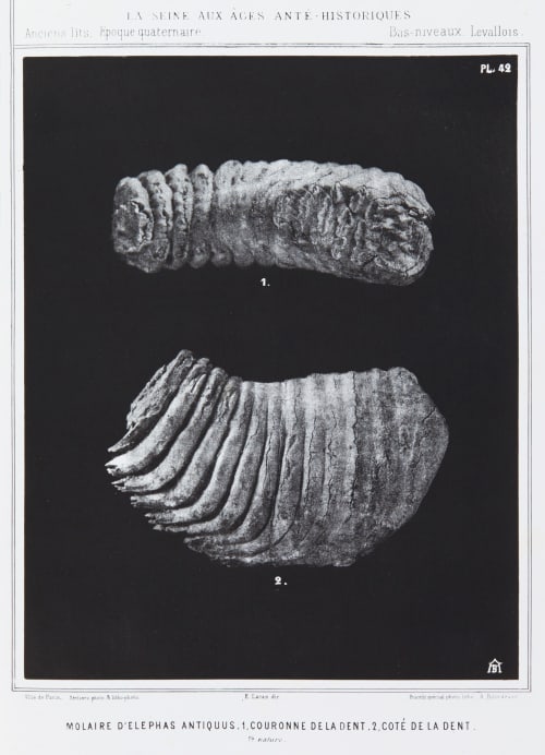 Molaire d’elephas antiquus, 1. Couronne de la dent, 2. Coté de la dent Bilordeaux, Adolphe  (French, 1807-1872)