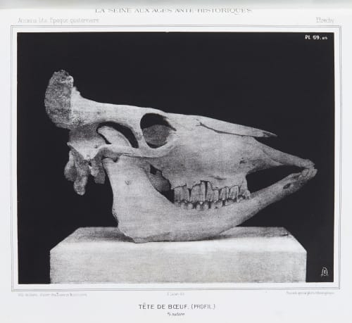 Tête de boeuf (profil) Bilordeaux, Adolphe  (French, 1807-1872)