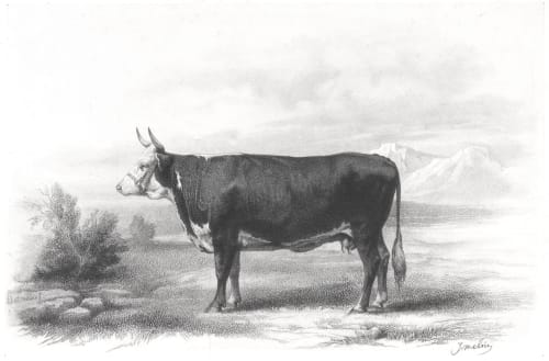 Pl. VI. Vache de Hereford Tournachon, Adrien  (French, b.1820)