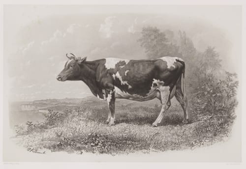 Vache De Guernesey Tournachon, Adrien  (French, 1820-1910)