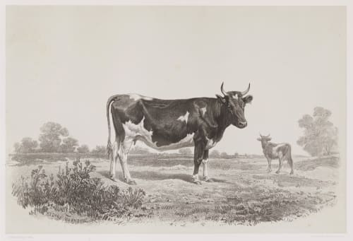 Vache du Jutland Tournachon, Adrien  (French, 1820-1910)